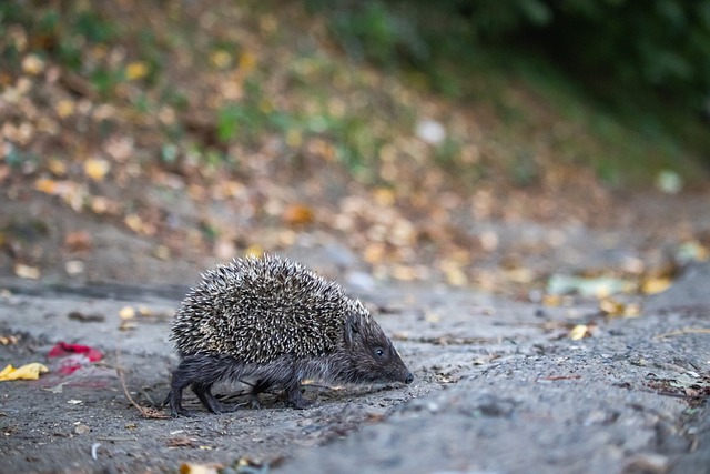 这无疑降低 这无疑降低