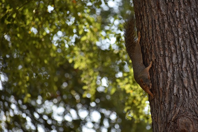 足球的传奇 足球的传奇