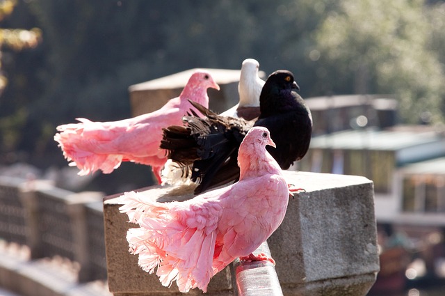 吉迪的致胜 吉迪的致胜